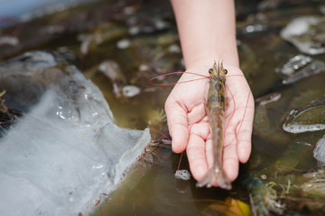 Shrimp is placed on the hand on a blurred background of white shrimp frozen in a bucket. shrimp placed on hand