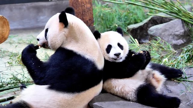 Cute happy giant panda family eating fresh bamboo shoots together, back by back, mother and child panda. Close up view, 4K footage, slow motion.