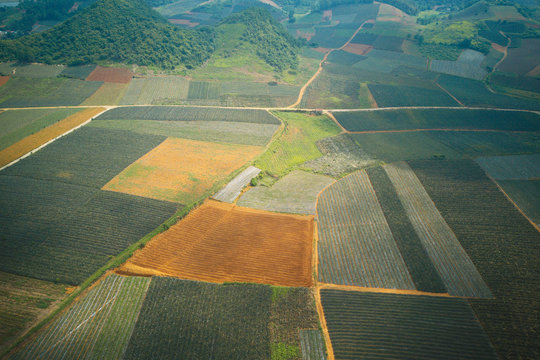 Aerial view of pineapples in Tam Diepj, Ninh Binh, Vietnam