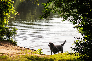 Flat Coated Retriever in a pond