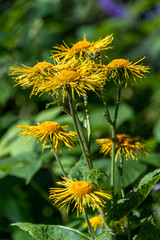 Cheerful yellow daisies blooming against a blurred green garden background