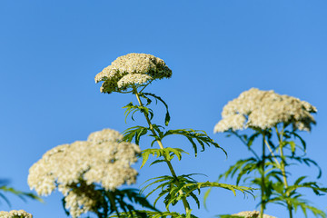 White Yarrow in bloom against a clear blue sky © knelson20