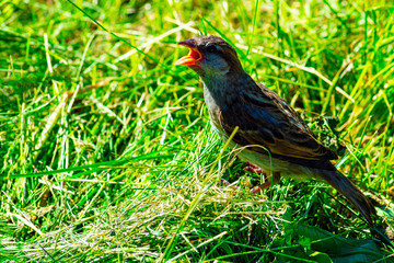 bird on grass