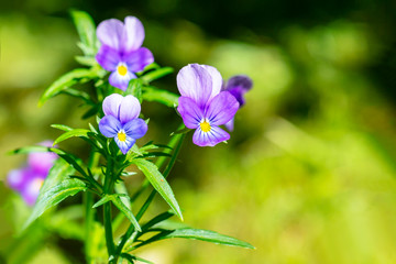 purple flowers on green background