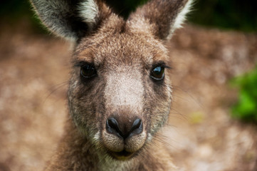 Kangaroo close up. Native Australian animal