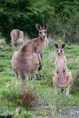 Kangaroos standing in a grass