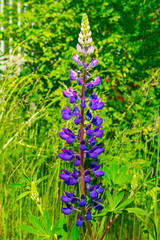 flowers in the garden