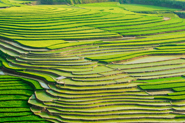 Nice landscape of terraced fields in Mu Cang Chai, Vietnam in rice planting season.  D