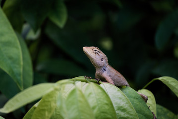 The chameleon lie on the branches in a fertile green environment.