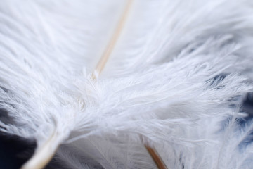 background of fluffy white ostrich feathers closeup on blue background