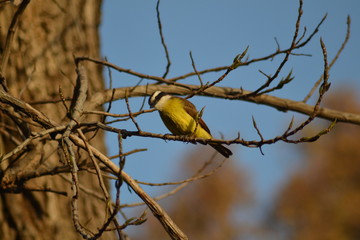 yellow bird on a branch