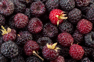 Cumberland fruit closeup background