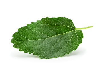 Mulberry leaf closeup