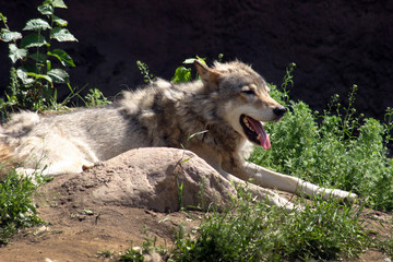 A dangerous predator wolf