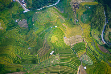 Nice ripen rice terraces viewed from a drone.