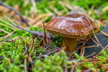 Polish mushroom of the Borovik or Mokhovik genus. Boletus badius.
