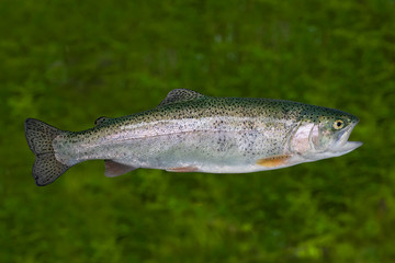 Live Rainbow trout fish isolated on natural green background