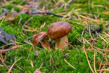 Polish mushroom of the Borovik or Mokhovik genus. Boletus badius.
