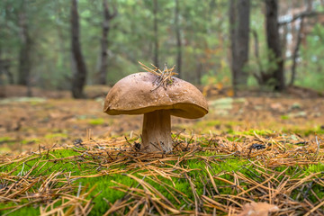Edible boletus mushroom in forest. Porcini on moss
