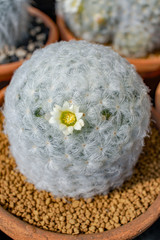 Cactus flower, Cactus  in the  Garden.
