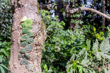 Blurred nature background with rainforest flora of Amazon River basin in South America