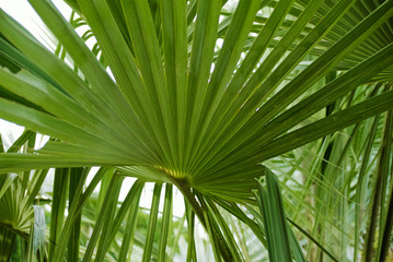 background of green graphic palm leaves