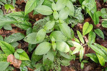 Blurred nature background with rainforest flora of Amazon River basin in South America