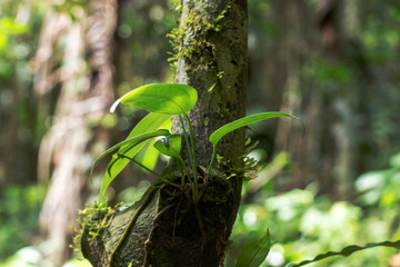 Blurred nature background with rainforest flora of Amazon River basin in South America