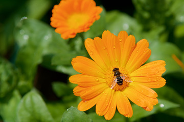 close-up of orange marigold flowers with a blurred background of green grass