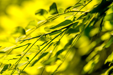 false acacia leaves in back light