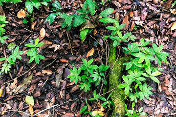 Blurred nature background with rainforest flora of Amazon River basin in South America