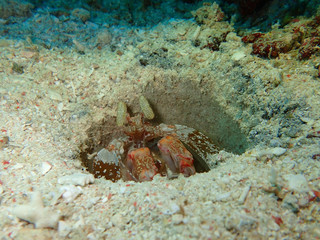 Closeup and macro shot of the Giant mantis shrimp in Mabul Island, Semporna. Tawau, Sabah....