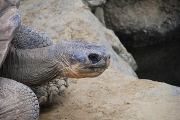 ガラパゴスゾウガメの頭部