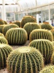 Cactus in the Garden