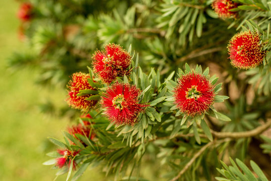 Bottle brush flowers on a shrub. Asutralian nature