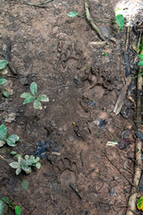 Blurred nature background with rainforest flora of Amazon River basin in South America