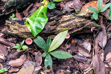 Blurred nature background with rainforest flora of Amazon River basin in South America