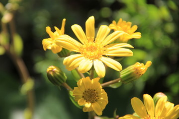 ツワブキの花(宮城県)