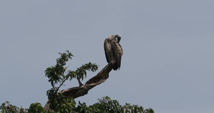 Ruppell vulture, white-backed vulture and Lappet faced vultures in Masai Mara long grass at a kill. Kenya, East Africa. 