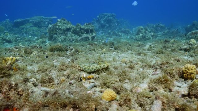 Seascape of coral reef in the Caribbean Sea around Curacao with Balloonfish, coral and sponge
