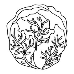 fresh cabbage vegetable healthy icon