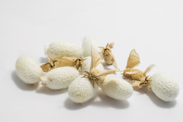 Fototapeta na wymiar Silk Moth on Silk Cocoon