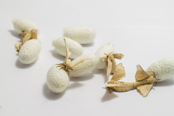 Silk Moth on Silk Cocoon