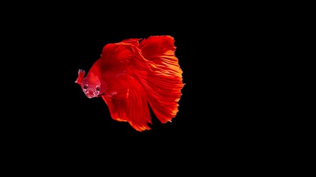Colorful Orange Betta Siamese fighting fish, Siamese Fighting Fish as National Aquatic Animal in super slow motion on black background, popular aquarium fish