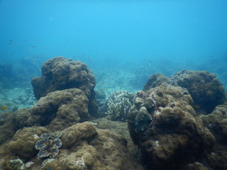 Colorful Trevally on a tropical coral reef  at phuket thailand