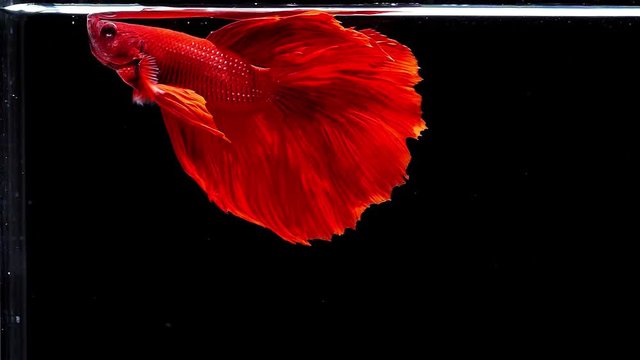 Colorful Orange Betta Siamese fighting fish, Siamese Fighting Fish as National Aquatic Animal in super slow motion on black background, popular aquarium fish
