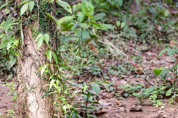 Fototapeta premium Blurred nature background with rainforest flora of Amazon River basin in South America