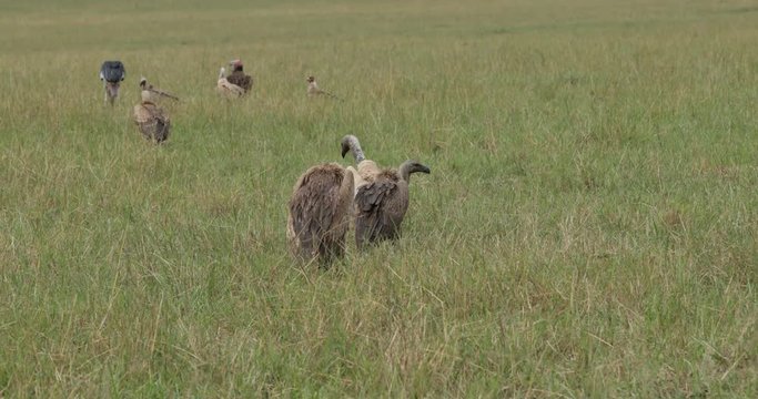 Ruppell vulture, white-backed vulture and Lappet faced vultures in Masai Mara long grass at a kill. Kenya, East Africa. 
