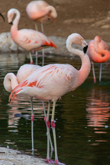 A Chilean flamingo (Phoenicopterus chilensis) walks through a pond of water. Native to South America in Chili, Brazil, Argentina, and Peru.