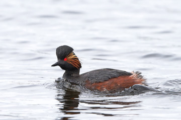 Black-necked grebe (Podiceps nigricollis)